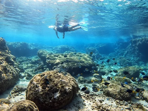 A snorkeler floating above a rocky cove full of striped tropical fish in clear blue water