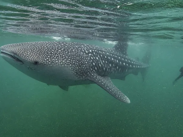 A large spotted whale shark swimming near the surface in green-blue water, with a snorkeler at a distance